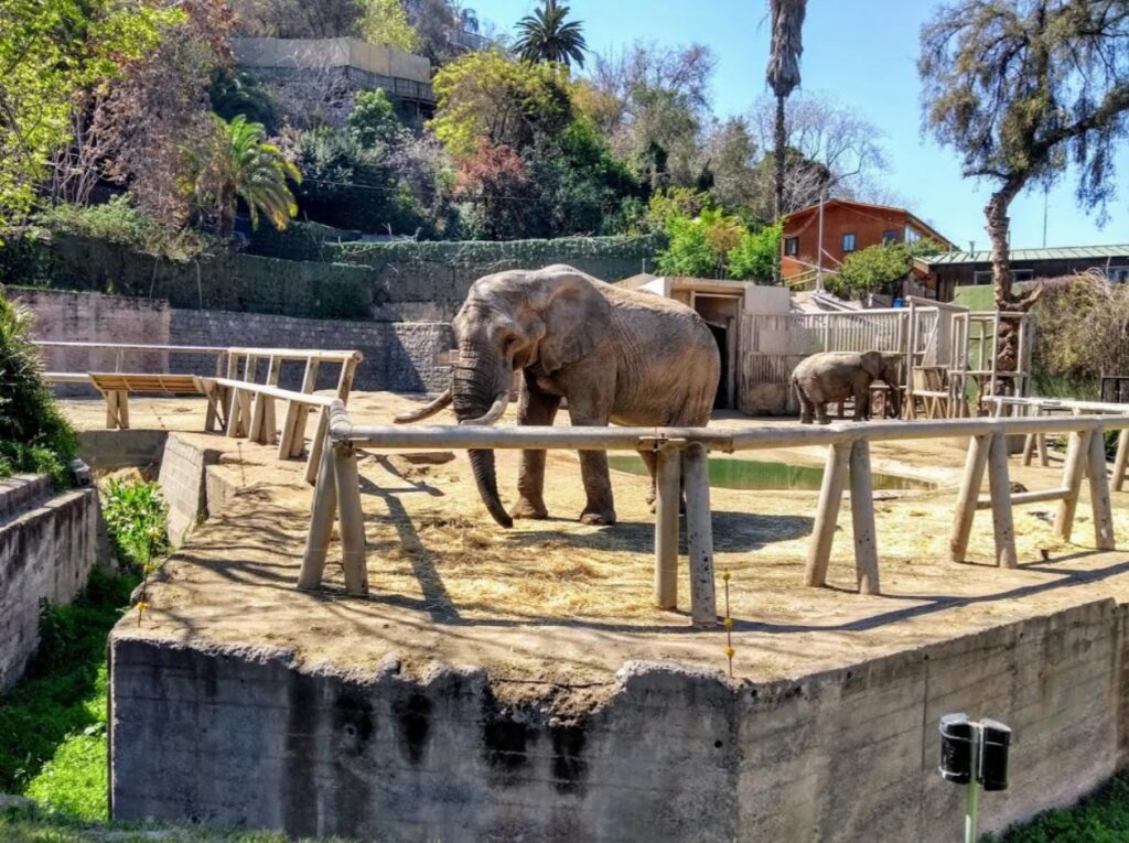 elefante do zoologico de santiago