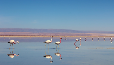 Reserva Nacional Los Flamencos