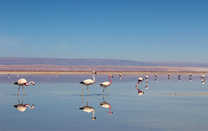 Reserva Nacional Los Flamencos